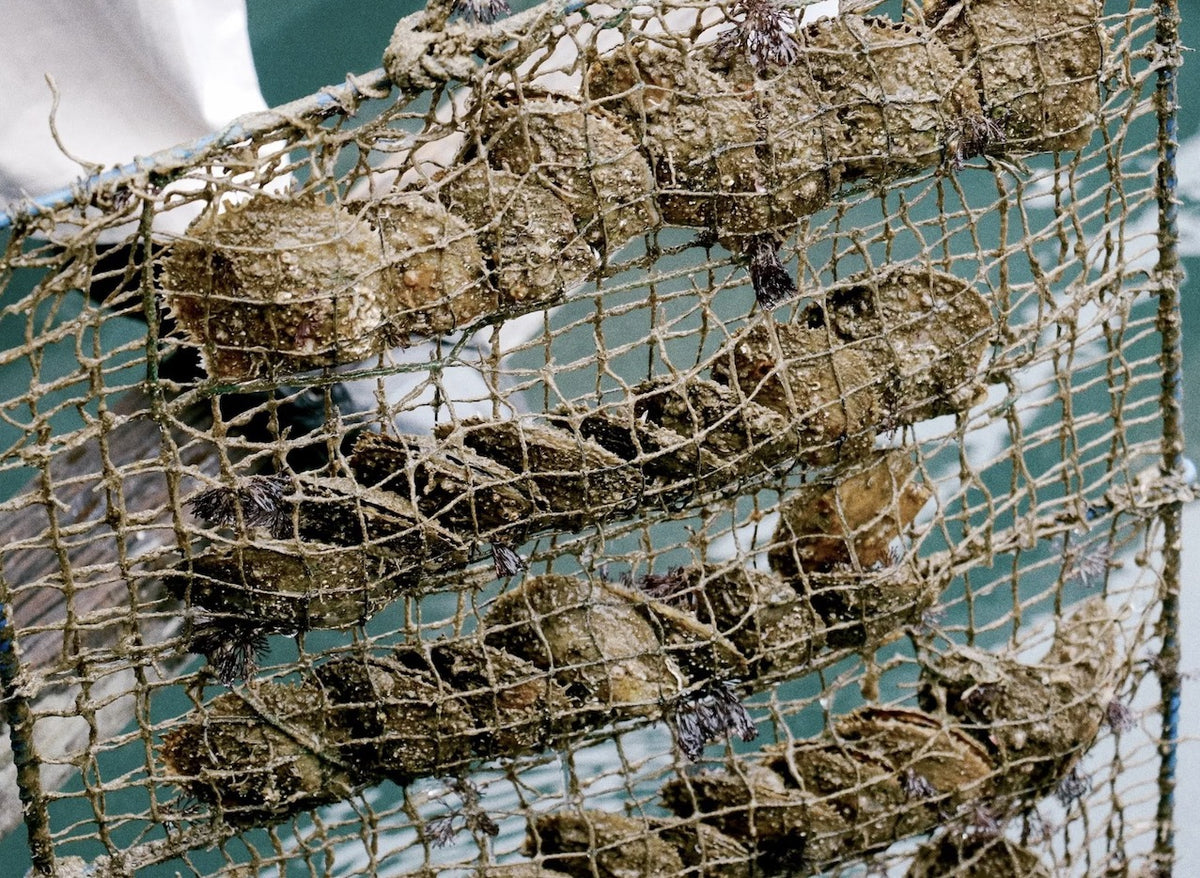 A close-up of a fishing net filled with oysters attached to the mesh, with a white and green striped background visible behind it.