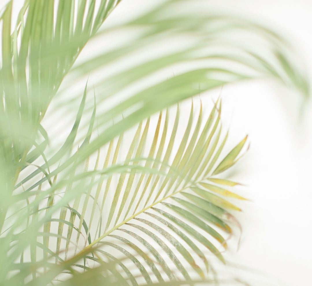 Soft-focus close-up of green palm leaves against a bright white background.